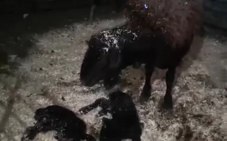 Türk Kızılay Iğdır Şube Başkanı Doç. Dr. Ali İhsan Atalay: “İşimizin Başındayız”