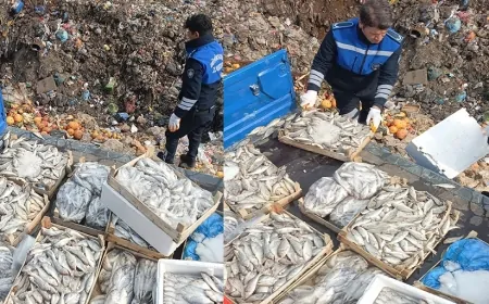 Mersin'de Sağlıksız Balık Operasyonu: 16 Kasa Balık İmha Edildi
