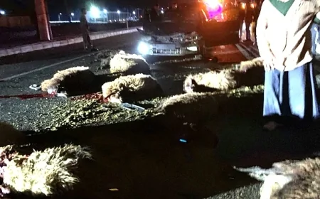 Iğdır-Doğubayazıt Karayolunda Feci Kaza: Otomobil Koyun Sürüsüne Daldı, Çok Sayıda Hayvan Telef Oldu