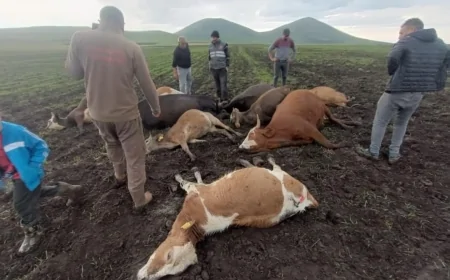 Kars'ta Yıldırım Faciası: Iğdırlı Hayvan Sahipleri Yaralandı, 11 Hayvan Telef Oldu